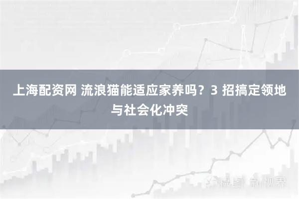 上海配资网 流浪猫能适应家养吗？3 招搞定领地与社会化冲突